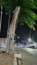 very beautiful street trees at night