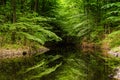 Very beautiful summer landscape. Mountain Lake. A small lost lake in a mountain forest. Royalty Free Stock Photo