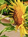 very beautiful sunflower captivates the beetles