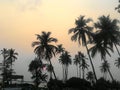 Very beautiful Sunset over the Indian Ocean, with Palm trees in Goa Royalty Free Stock Photo