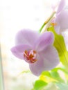 Very beautiful tender photo of a pale pink orchid flower