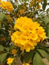 elder yellow flowers that are blooming in the morning