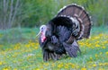 Very beautiful tom-turkey in the field Royalty Free Stock Photo