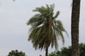 Very beautiful tree from distance along with an infamous coconut tree in some part of asia