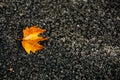 A very beautiful tree leaf fell on the ground