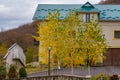 Very beautiful trees during the golden autumn. Background with copy space for text Royalty Free Stock Photo