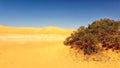 Very beautiful view of sahara with a goldy sand Royalty Free Stock Photo