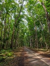 a very view of the trees seen towering and falling leaves indicating the approaching dry season