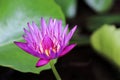 Very beautiful water Lily Royalty Free Stock Photo