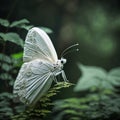 A very beautiful white butterfly is sitting on a green leaf in a forest Royalty Free Stock Photo