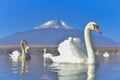 White Swan feeling romantic and love at Lake Yamanaka with Mt.