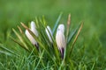 Beautiful white and purple spring unopened crocus flowers with blurry grass background, Marlay Park, Dublin, Ireland Royalty Free Stock Photo
