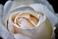 very beautiful white rose close-up dewdrop bud Royalty Free Stock Photo