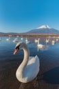 White Swan at Lake Yamanaka with Mt. Fuji background