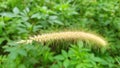 Very beautiful wild reed flowers