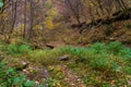 Very beautiful wilderness of the autumn forest. Background with copy space for text