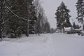 Very beautiful winter landscape, real big pine trees, fir trees, spruces in white snow growing in the city of Varkaus, Finland. Royalty Free Stock Photo