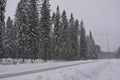 Very beautiful winter landscape, real big pine trees, fir trees, spruces in white snow growing in the city of Varkaus, Finland. Royalty Free Stock Photo