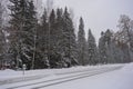 Very beautiful winter landscape, real big pine trees, fir trees, spruces in white snow growing in the city of Varkaus, Finland. Royalty Free Stock Photo