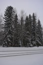 Very beautiful winter landscape, real big pine trees, fir trees, spruces in white snow growing in the city of Varkaus, Finland. Royalty Free Stock Photo