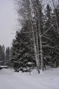 Very beautiful winter landscape, real big pine trees, fir trees, spruces in white snow growing in the city of Varkaus, Finland. Royalty Free Stock Photo