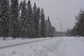 Very beautiful winter landscape, real big pine trees, fir trees, spruces in white snow growing in the city of Varkaus, Finland. Royalty Free Stock Photo