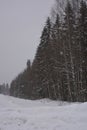 Very beautiful winter landscape, real big pine trees, fir trees, spruces in white snow growing in the city of Varkaus, Finland. Royalty Free Stock Photo