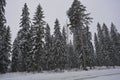 Very beautiful winter landscape, real big pine trees, fir trees, spruces in white snow growing in the city of Varkaus, Finland. Royalty Free Stock Photo