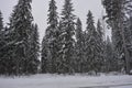 Very beautiful winter landscape, real big pine trees, fir trees, spruces in white snow growing in the city of Varkaus, Finland. Royalty Free Stock Photo