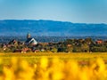 Very beautiful yellow Alsace vineyards in the fall, after grape harvest Royalty Free Stock Photo