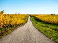 Very beautiful yellow Alsace vineyards in the fall, after grape harvest Royalty Free Stock Photo