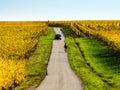 Very beautiful yellow Alsace vineyards in the fall, after grape harvest Royalty Free Stock Photo