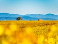 Very beautiful yellow Alsace vineyards in the fall, after grape harvest Royalty Free Stock Photo