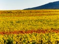 Very beautiful yellow Alsace vineyards in the fall, after grape harvest Royalty Free Stock Photo