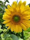 Very beautiful yellow colored sunflower growing on a field of Uttarakhand India Royalty Free Stock Photo