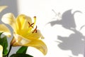 Very beautiful yellow lily with bright shadows on the wall. Minimal, styled concept for blog Royalty Free Stock Photo