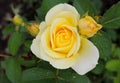 Very beautiful yellow rose in the flowerbed. Yellow rose with buds on a background of blurred greenery in the garden. Flower of Royalty Free Stock Photo