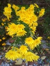 Very beautiful yellow shining flowers