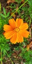 Very beautiful yellow wildflowers. Royalty Free Stock Photo