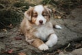 Very beautiful young calm and intelligent dog with floppy ears. Puppy of Australian red Merle is lying in park on path and resting Royalty Free Stock Photo