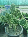 A succuent cactus variety in nursery name bunny ear cactus Royalty Free Stock Photo