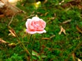 Very Beauty full flower in rosse Royalty Free Stock Photo