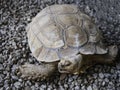 Very Big Brown tortoise desert tortoise in the sand walking, slow-moving land-dwelling Royalty Free Stock Photo