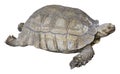 Very Big Brown tortoise desert tortoise in the sand walking, slow-moving land-dwelling Royalty Free Stock Photo