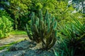 Very big cactus on side of road or pathway on the park in bogor indonesia Royalty Free Stock Photo