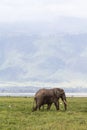 Very big elephant at the bottom of the Ngorogoro crater. Tanzania, Africa Royalty Free Stock Photo
