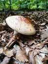`Piciorul Caprioarei` Mushroom in the forest. Royalty Free Stock Photo