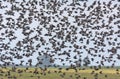 Very big flock of Common Starlings in dense flight over lands and fields during autumn migration