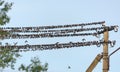 Very big flock of swallows and Sand martins Riparia riparia rests on wires before autumn migration