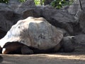 Big Galapagos Turtle Royalty Free Stock Photo